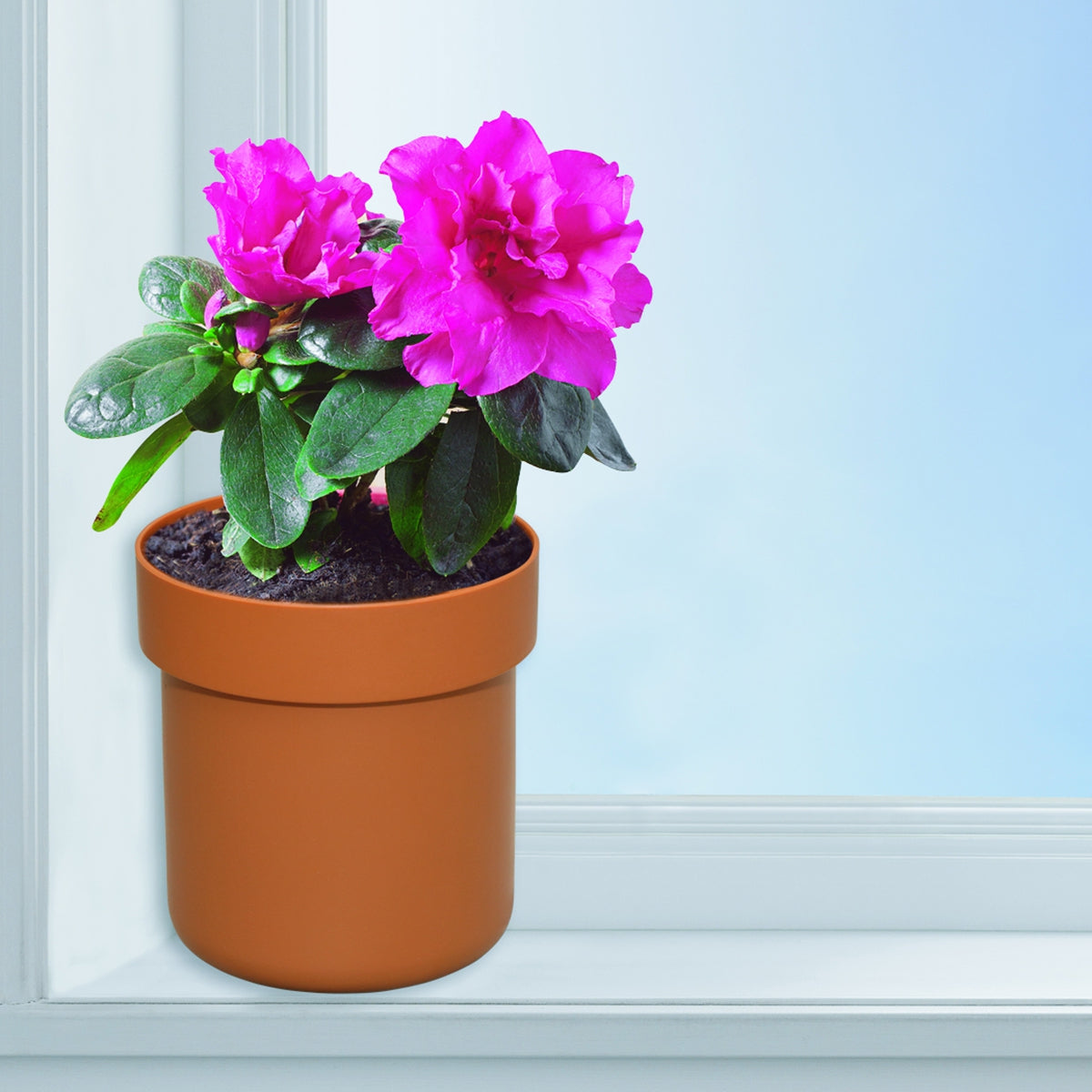 Safe (Ausführung: Blumentopf)